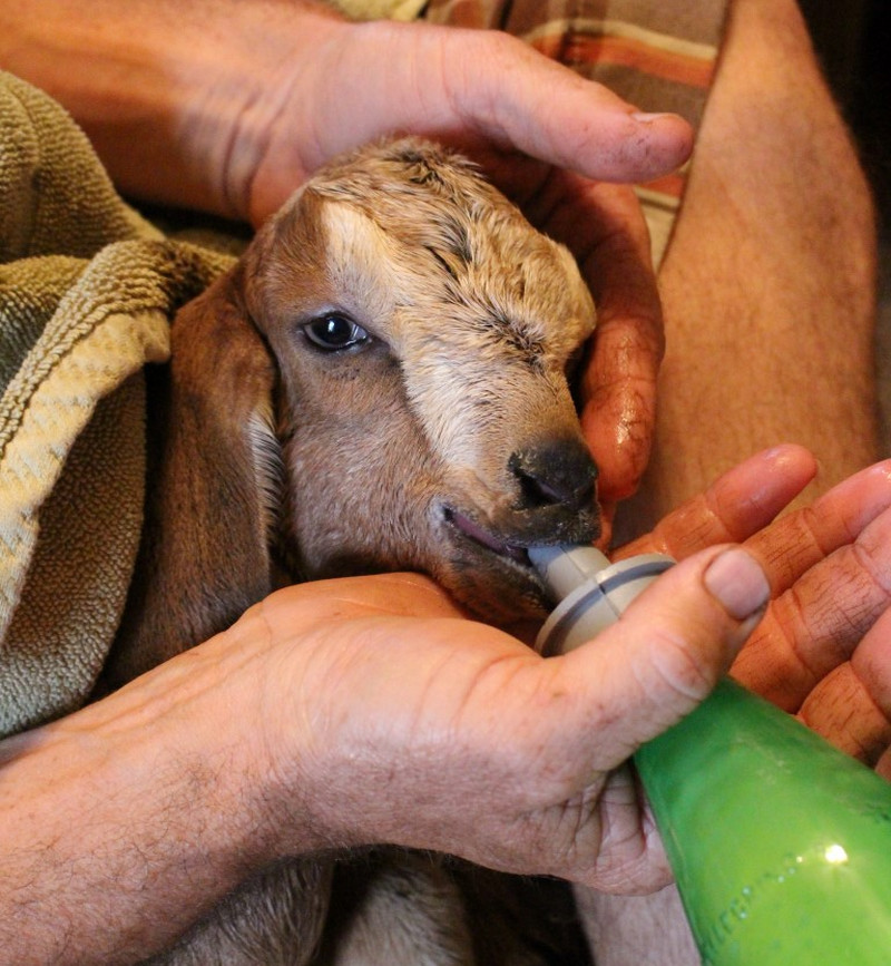 How long do you bottle feed baby goats?