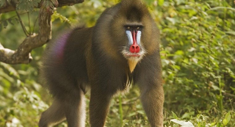 How long does a mandrill live in captivity?