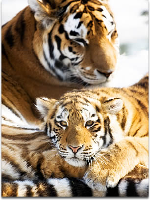 How long does a tiger cub stay with its mother?