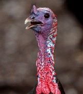 How long does a turkey's memory last?