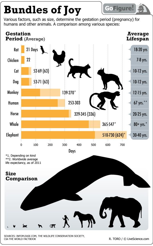 How long does gestation last in animals?