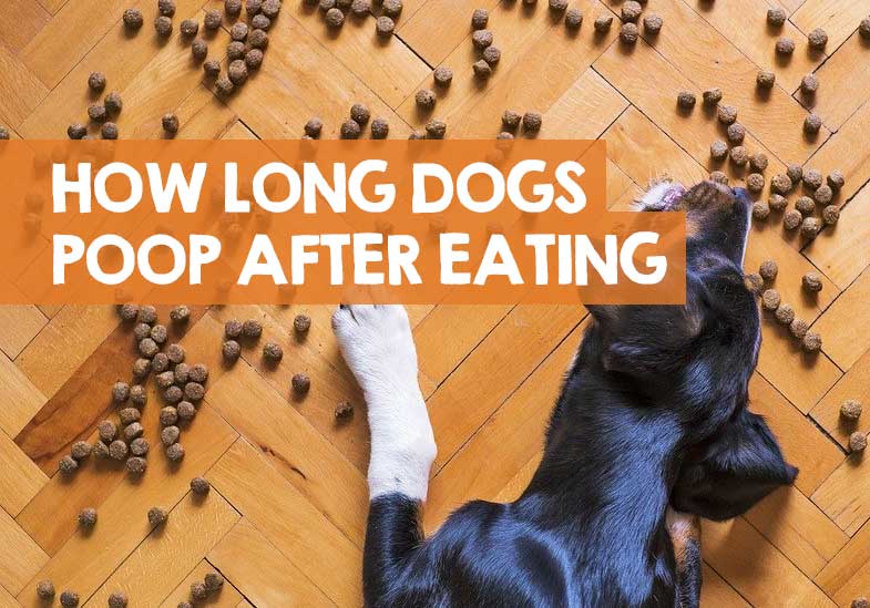 How long does it take a dog to poop out a meal?