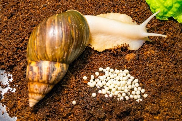 How long does it take a snail to lay eggs?