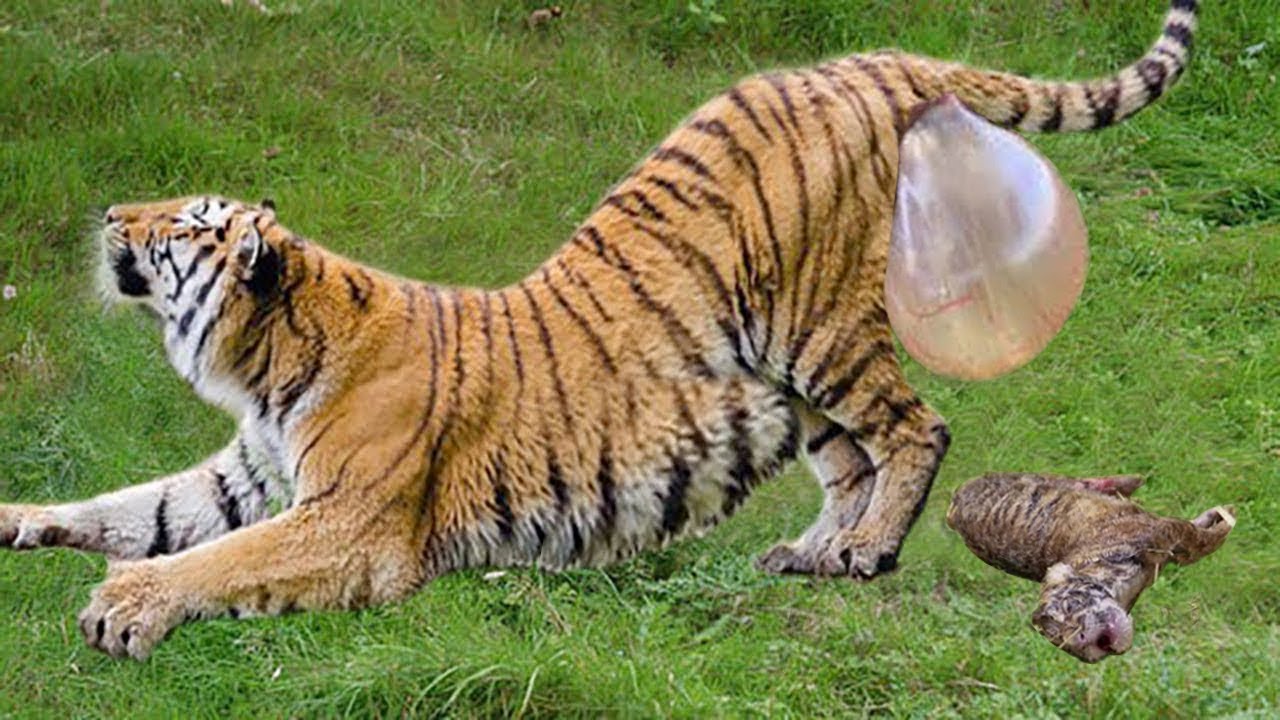 How long does it take a tiger to give birth?