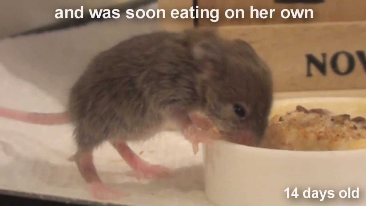 How long does it take for a baby mouse to wean?