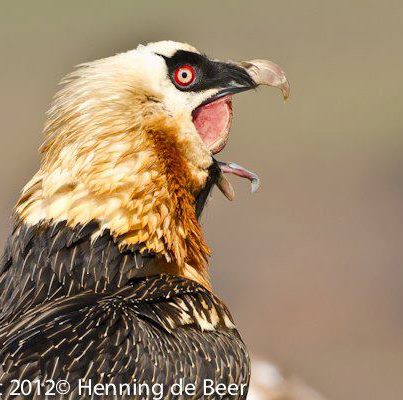 How long does it take for a bearded vulture to digest bones?