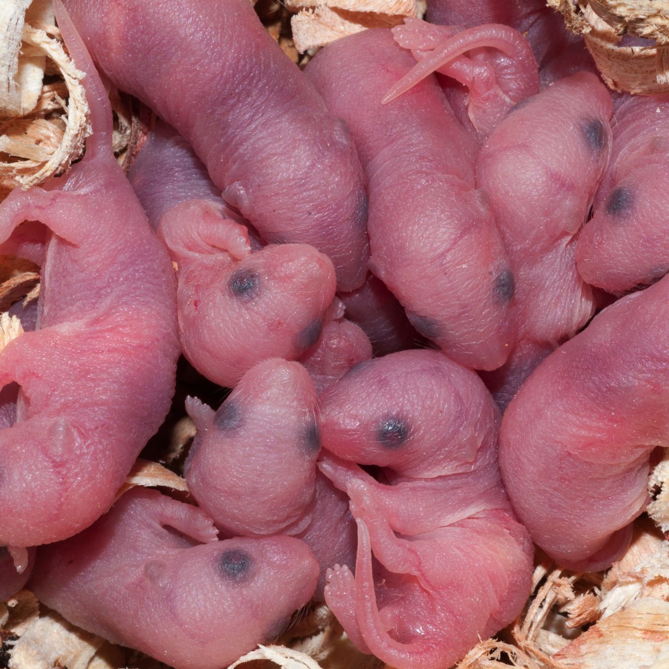 How long does it take for a female mouse to give birth?