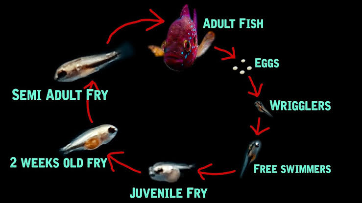 How long does it take for a fish fry to grow?