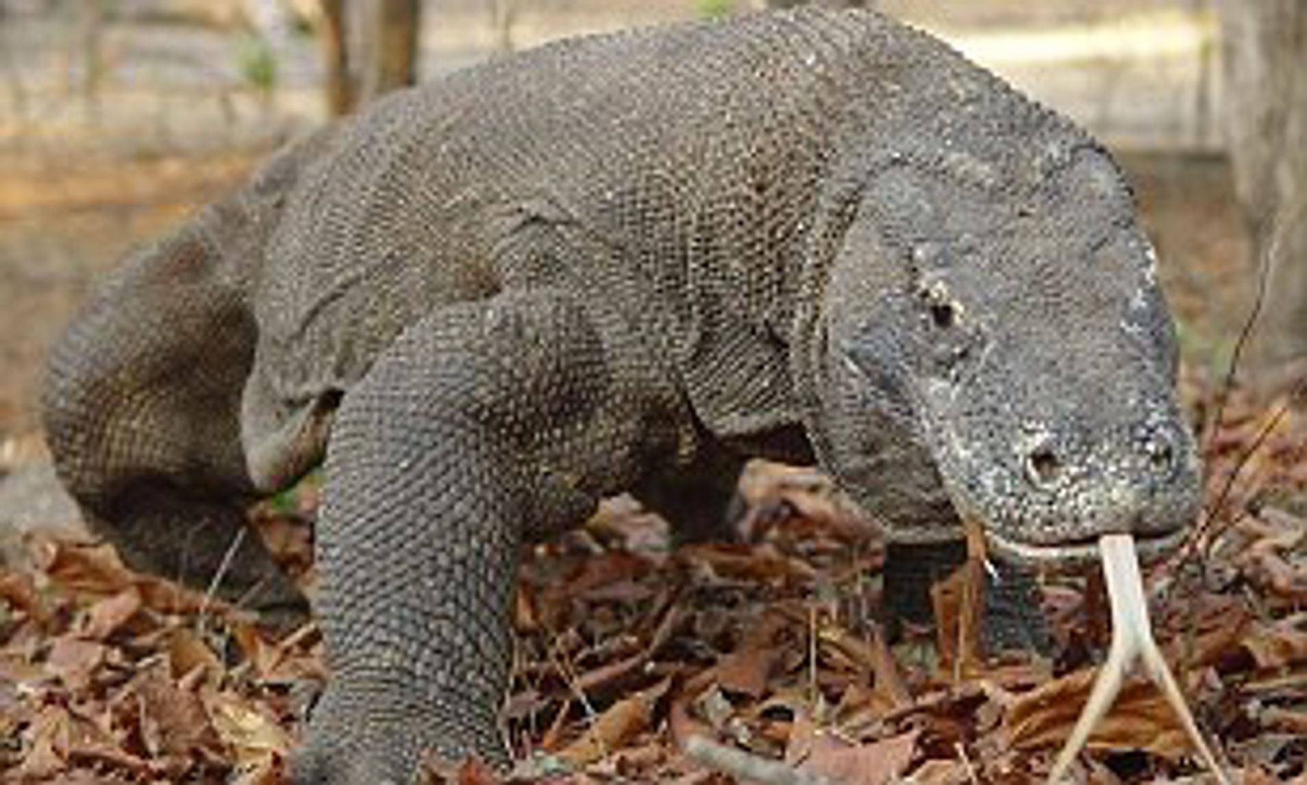 How long does it take for a Komodo dragon bite to kill a buffalo?