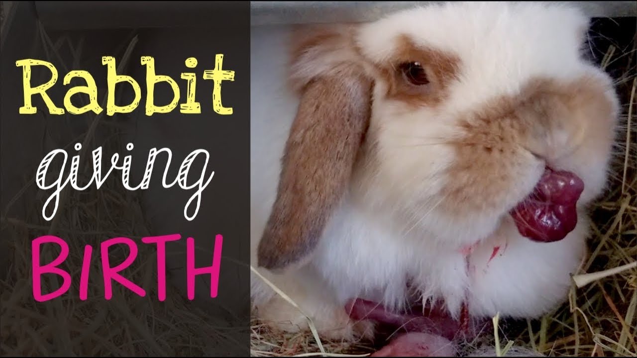 How long does it take for a rabbit to give birth?