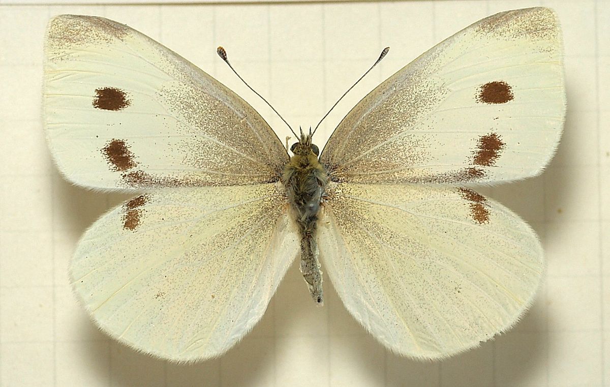 How long does it take for cabbage white caterpillars to turn into butterflies?