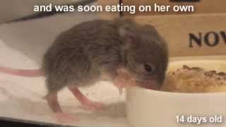 How long does it take to wean a baby mouse?