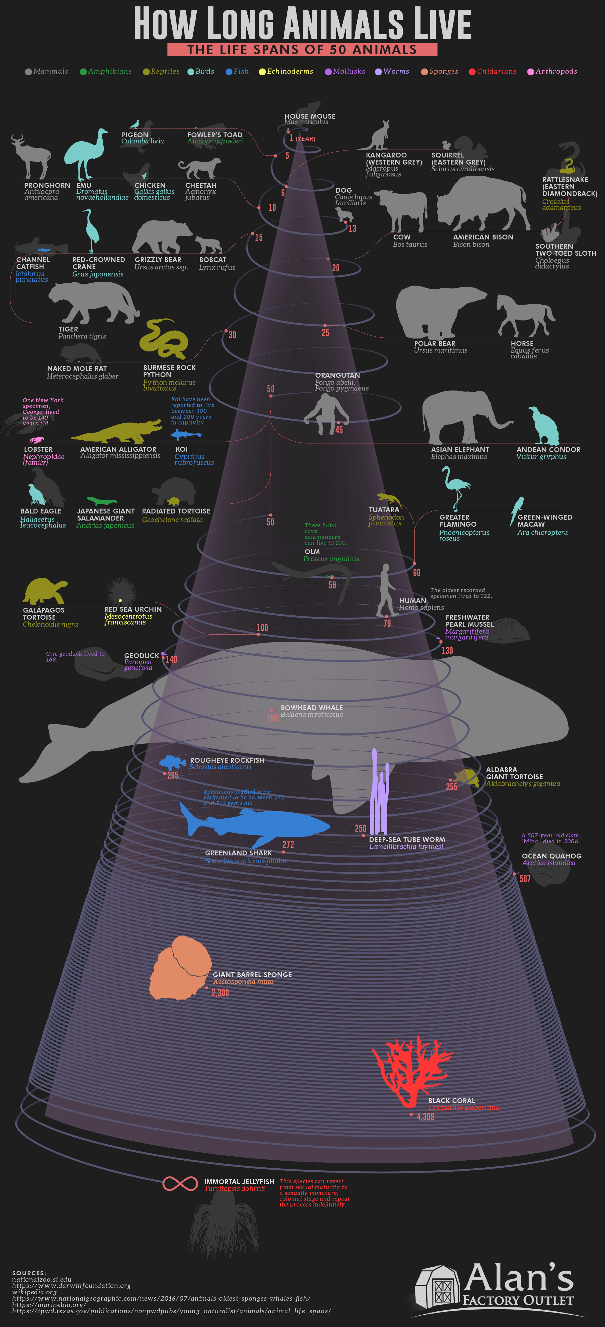 How long does the average animal live?