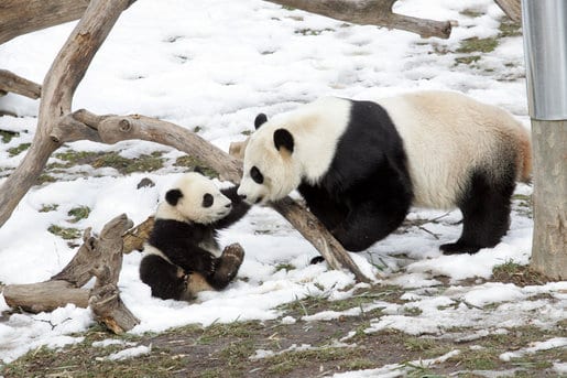 How long does the giant panda live for?