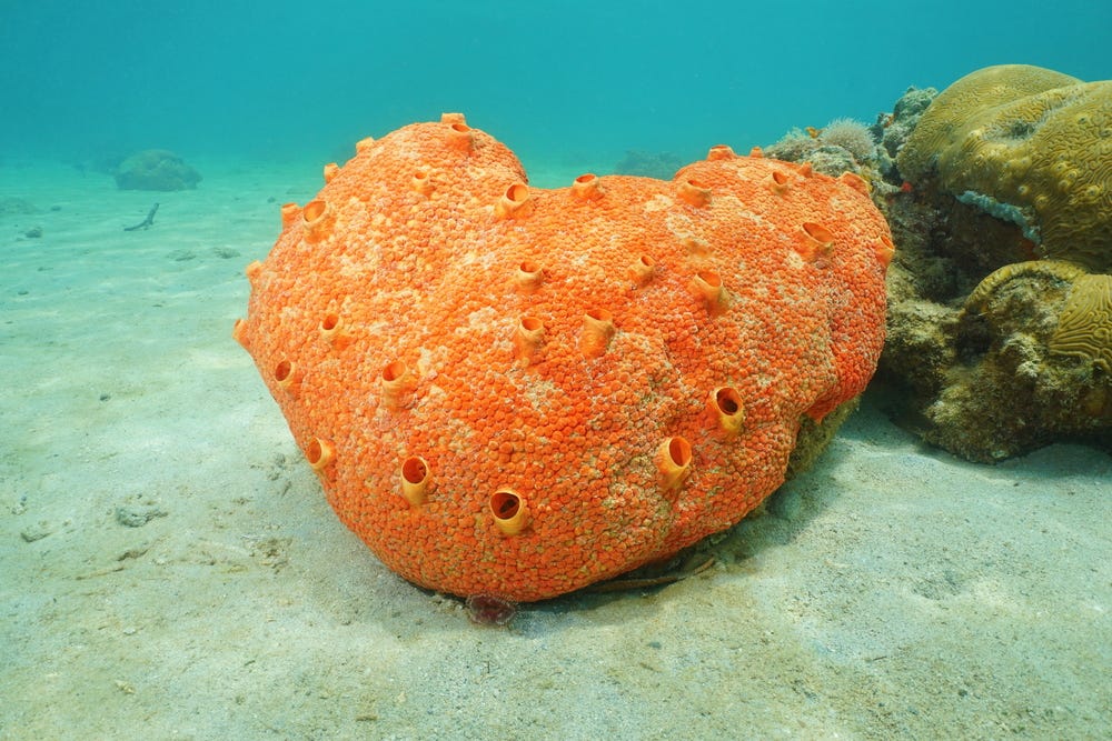 How long have sponges been around?