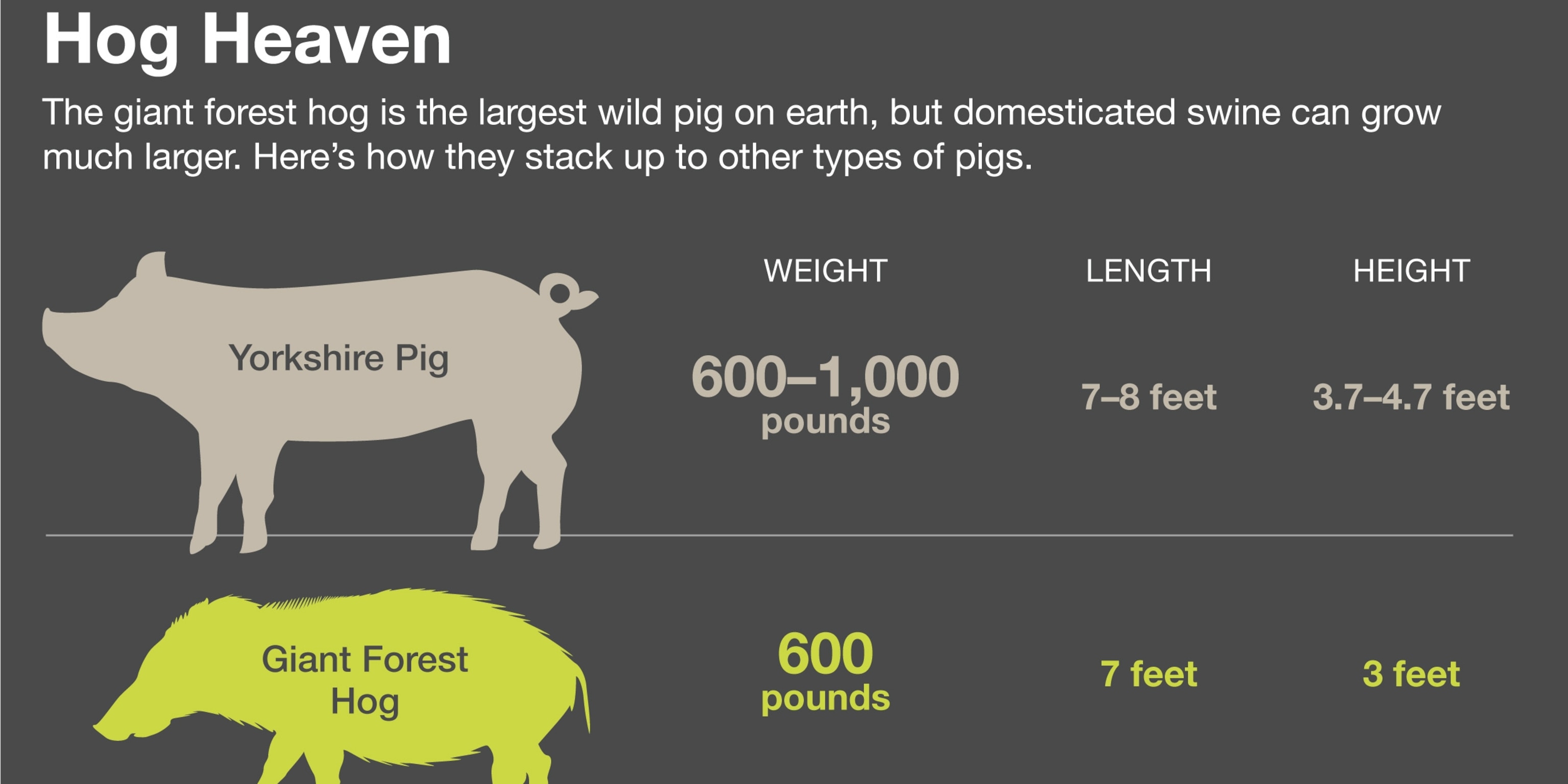 How long is a big pig?