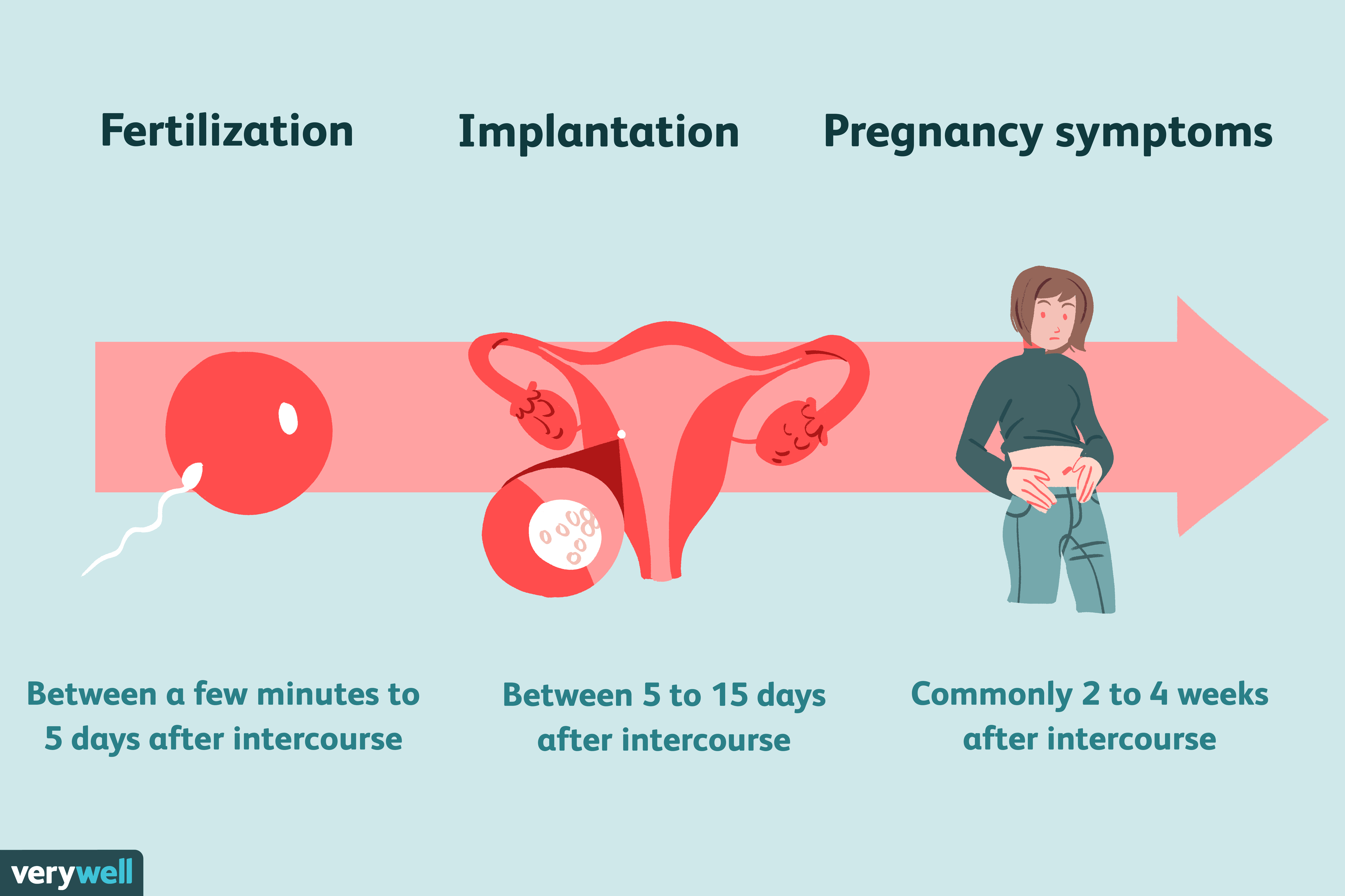 How long is a pregnancy (and why)?