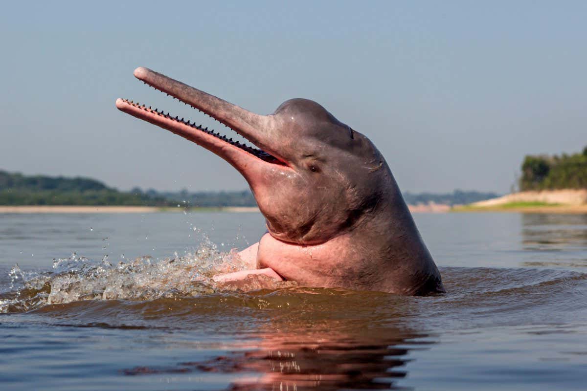 How many Amazon river dolphin are left?