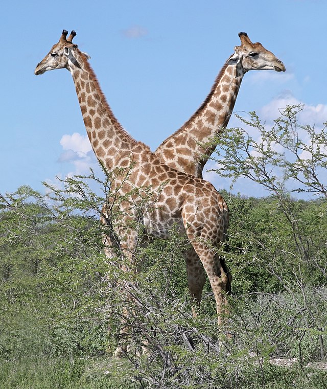How many Angolan giraffes are in the wild?