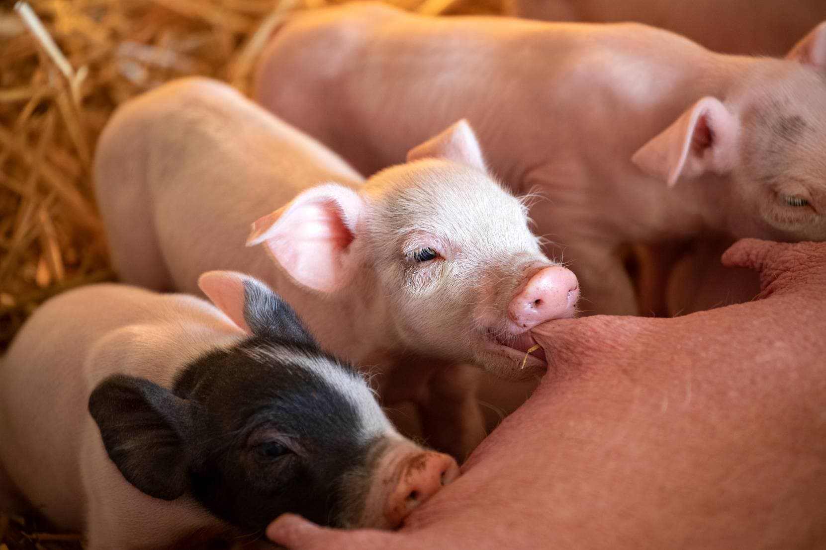 How many answers does litter of piglets (6) have?