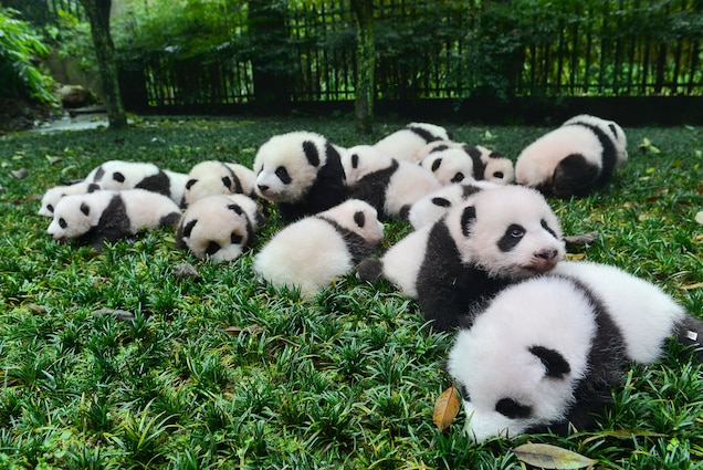 How many babies can a panda have at once?