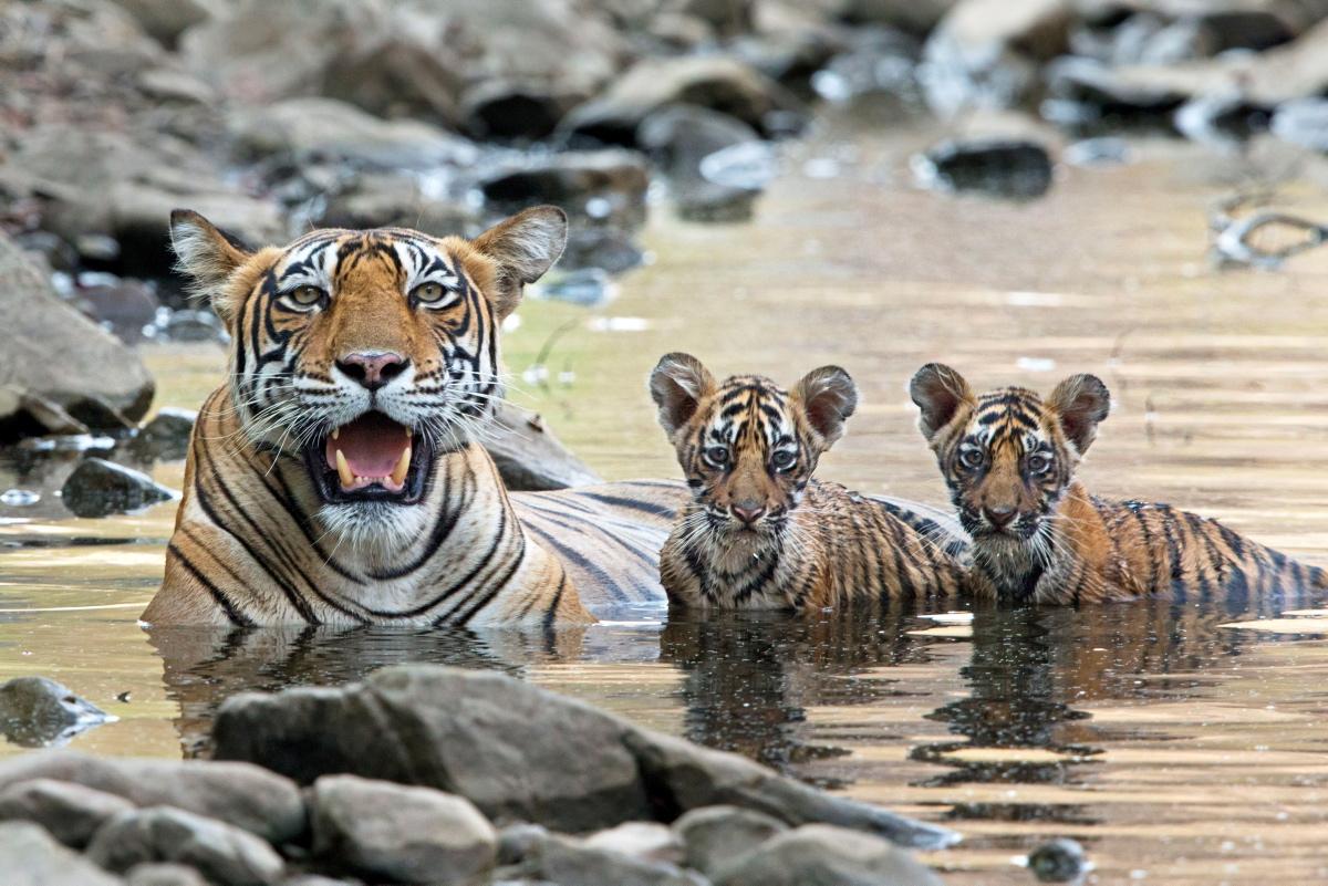 How many babies can a tigress have at once?