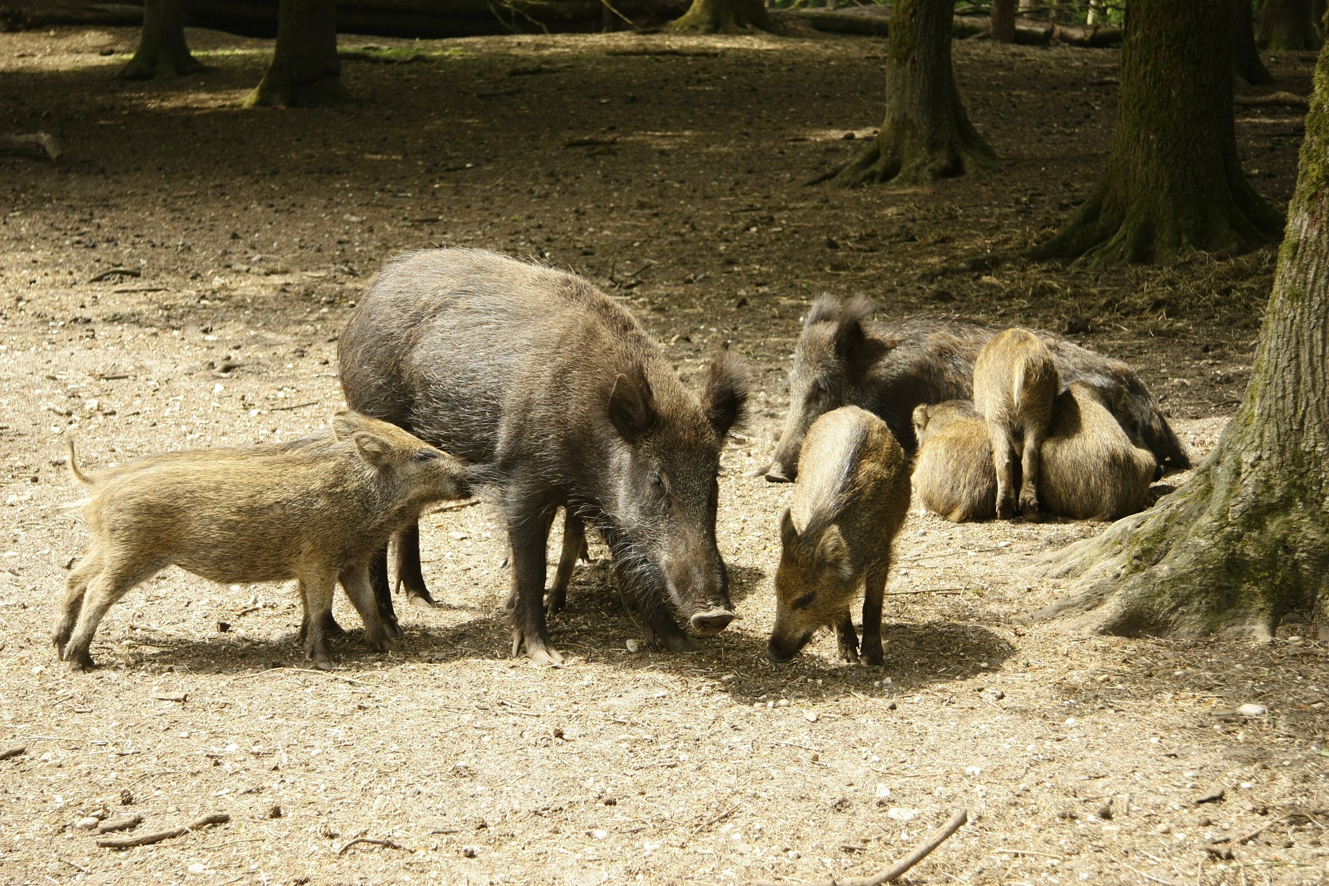 How many babies can a wild hog have in a year?