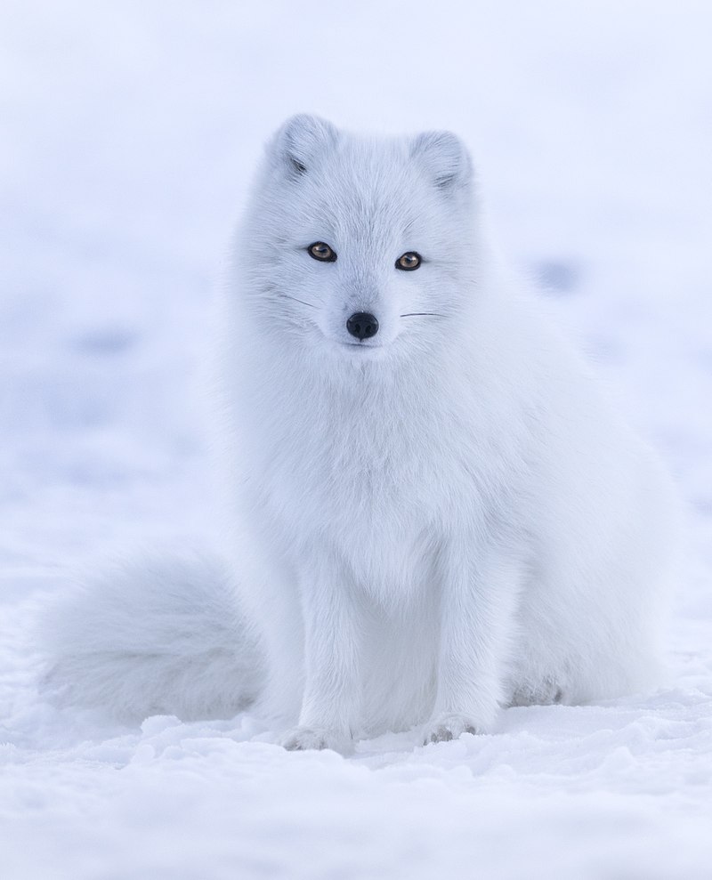 How many babies do Arctic foxes have?