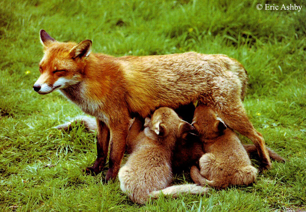 How many babies do foxes give birth to?