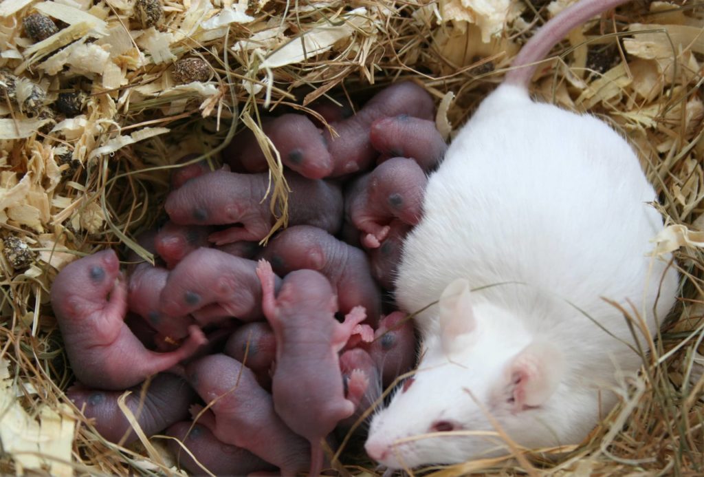 How many babies do mice have each year?