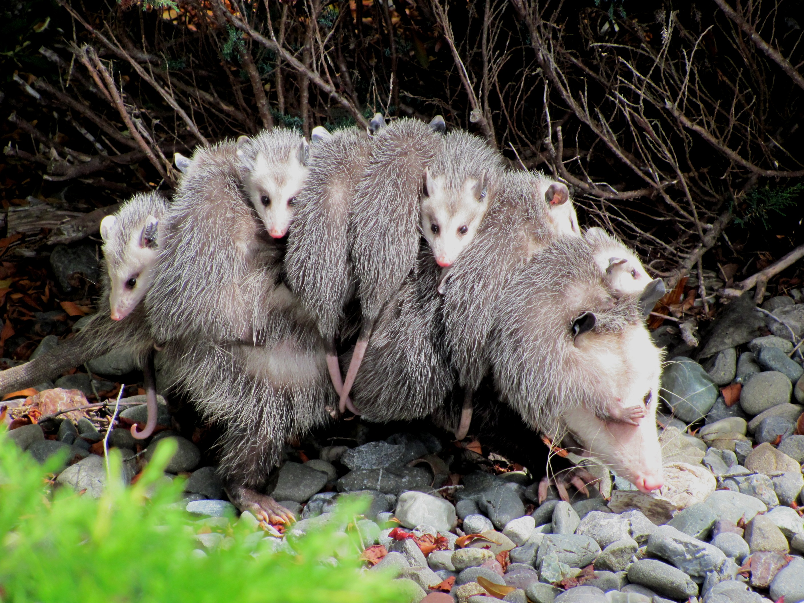 How many babies do opossums have?
