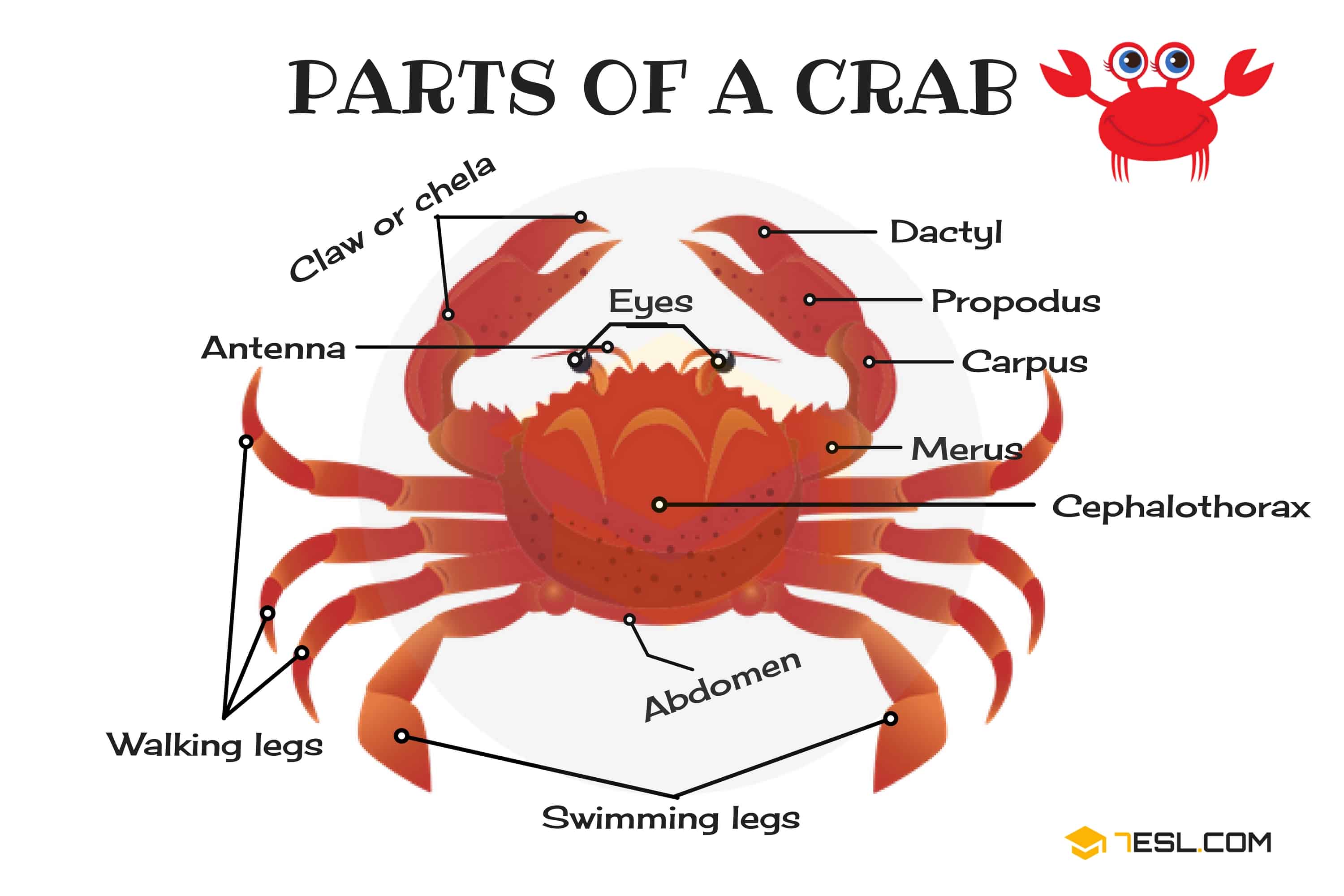 How many body segments does a crab have?