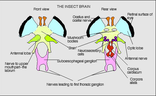 How many brain cells do bugs have?