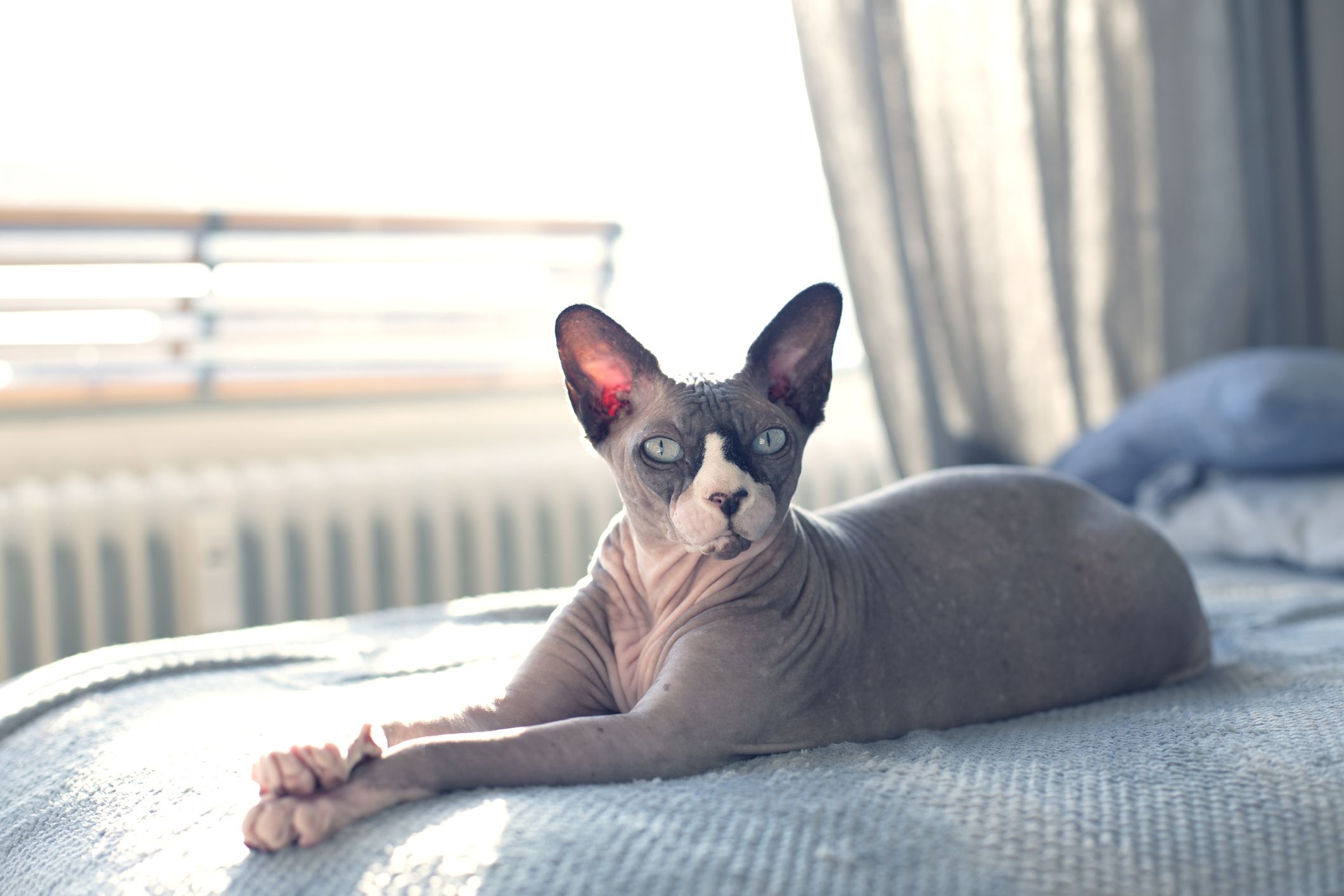 How many breeds of hairless cats are there?