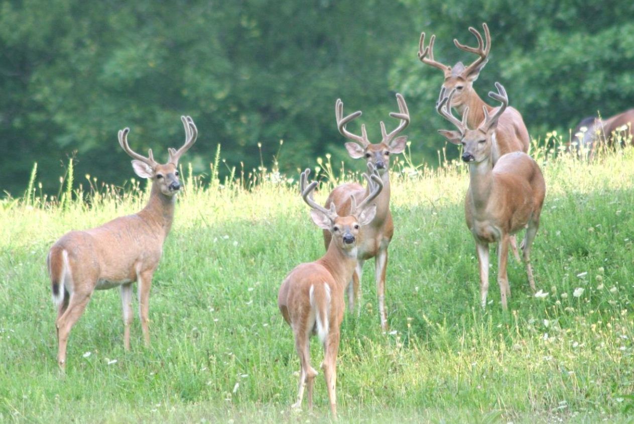 How many Bucks in a group of deer?