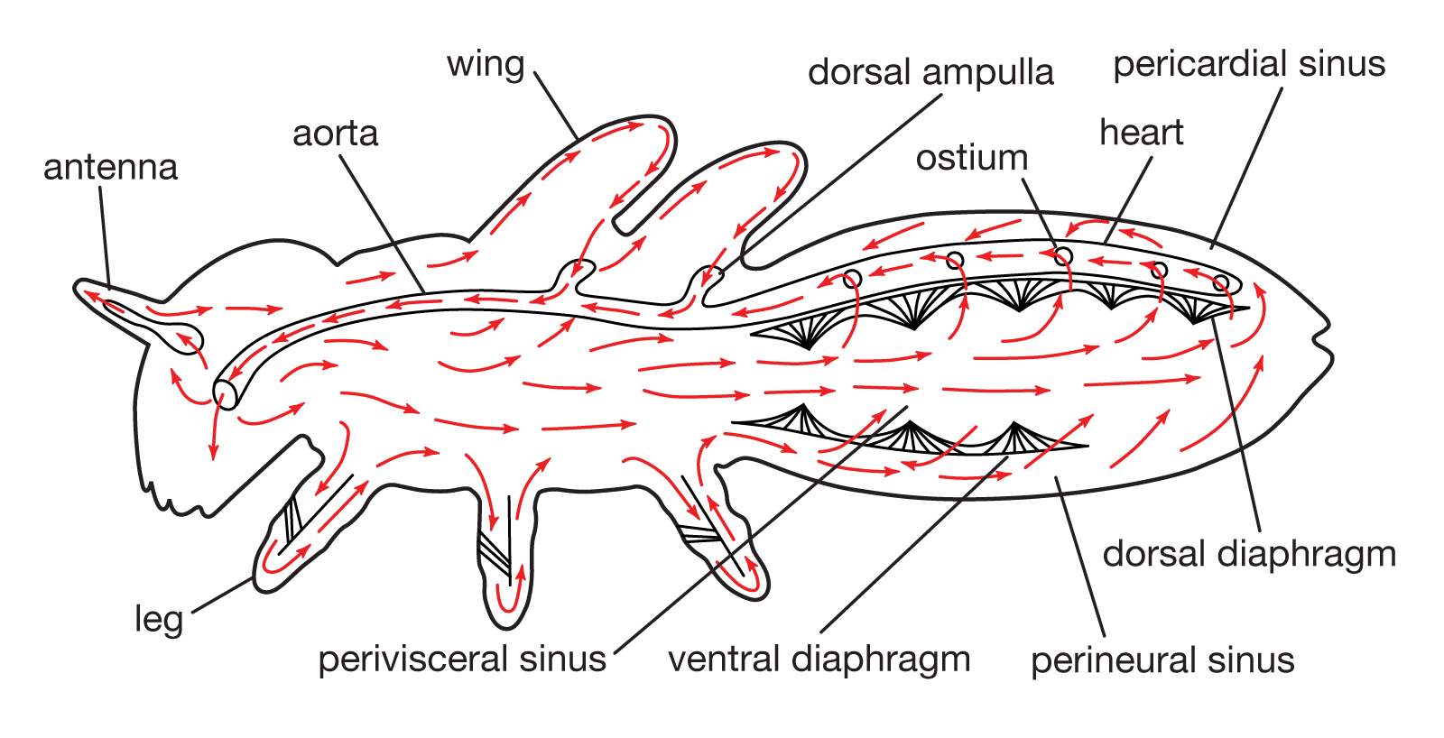 How many chambers does an insect heart have?