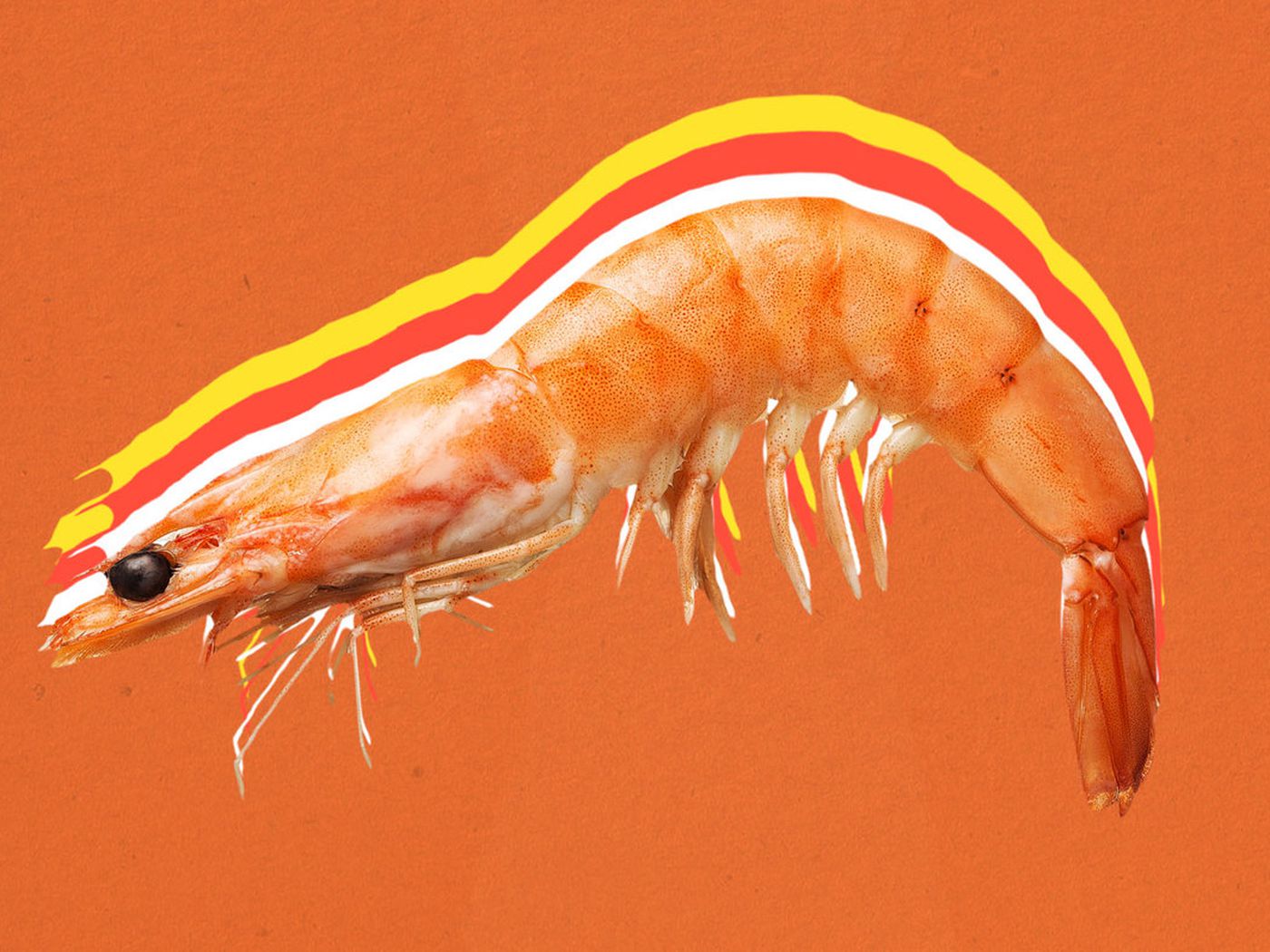 How many claws does a shrimp have?