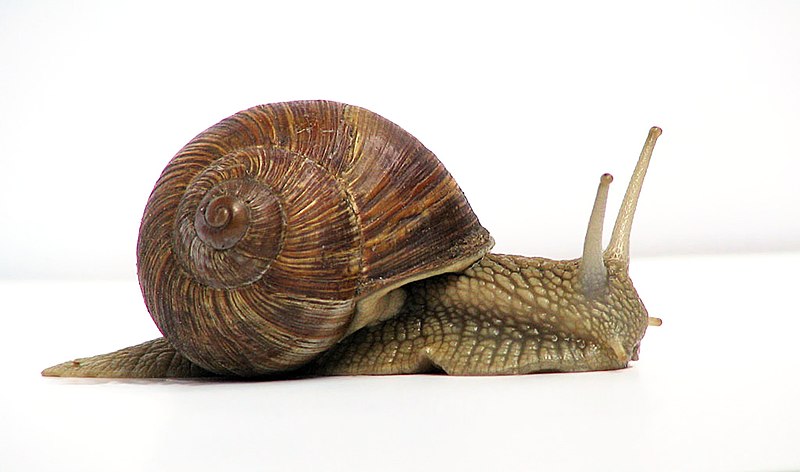 How many days can snail sleep?