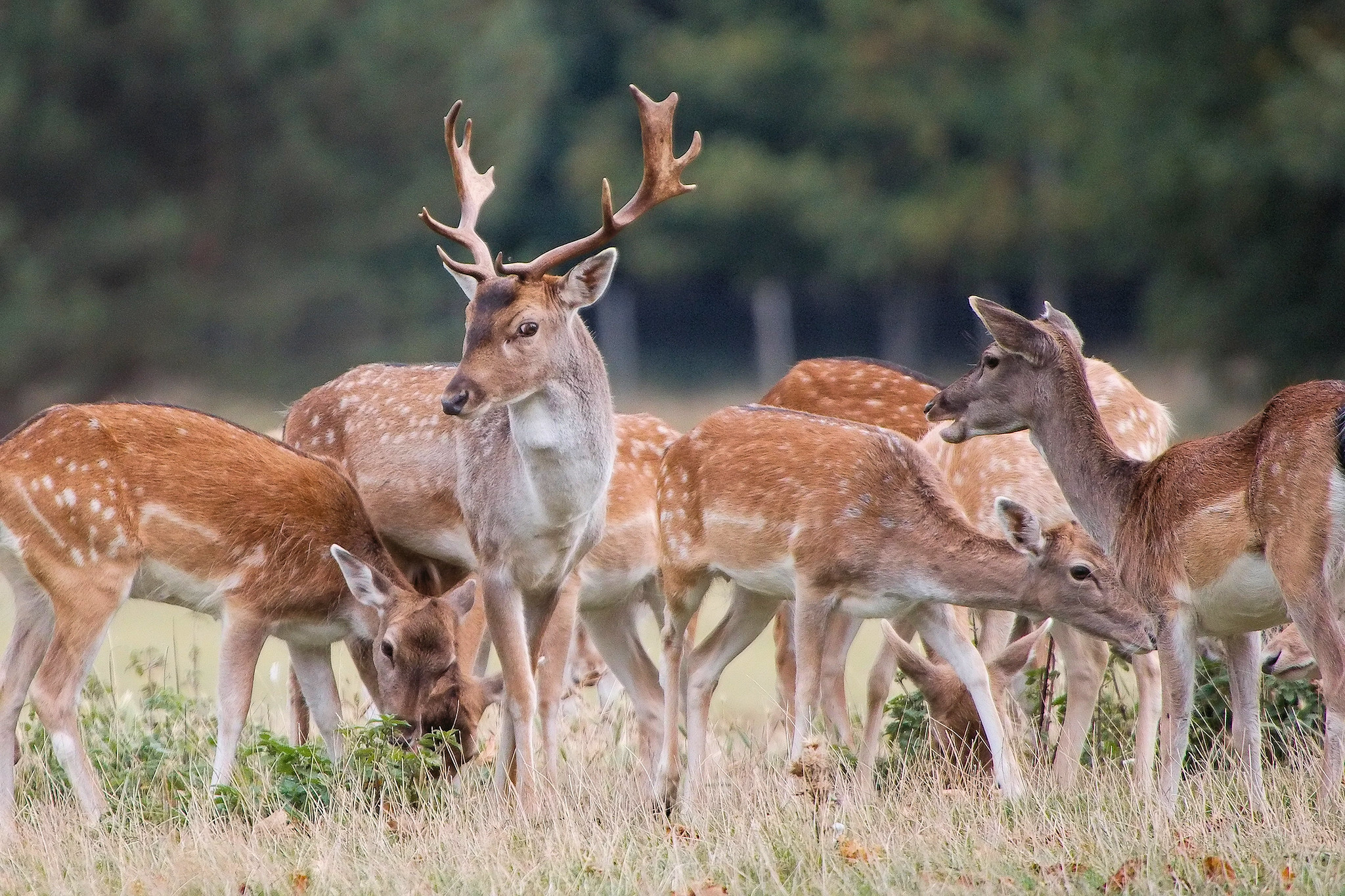 How many deer are considered a herd?