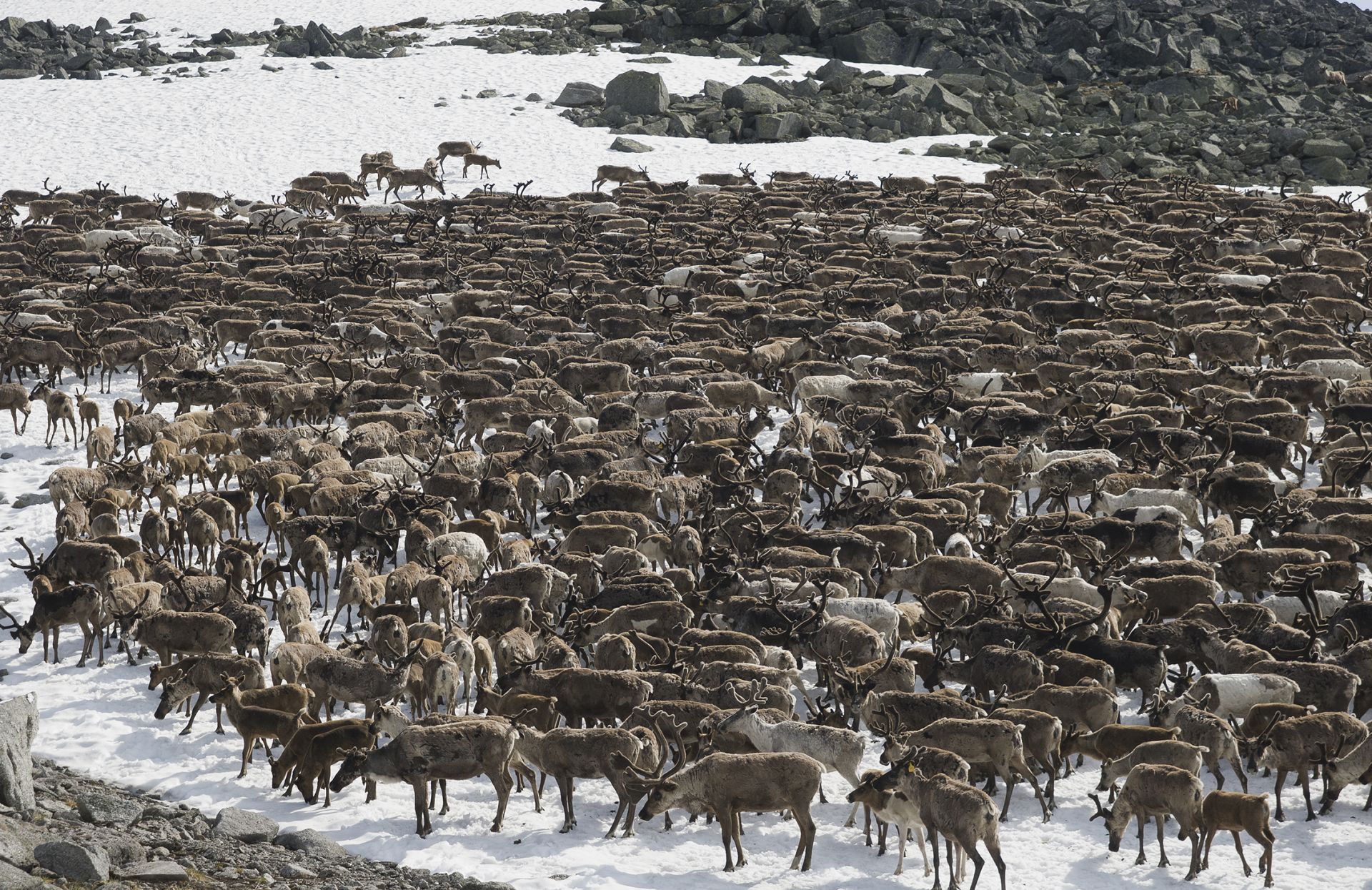 How many deer are in one herd?