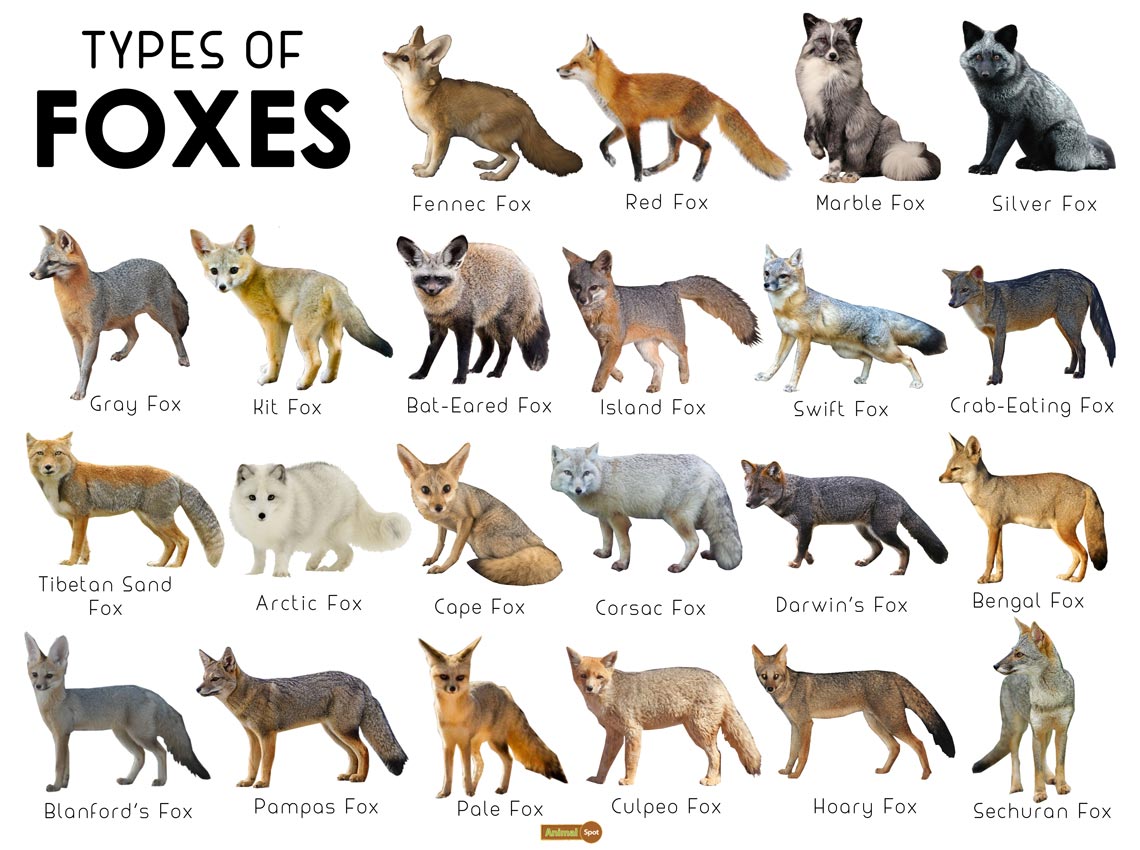 How many different types of foxes are there?