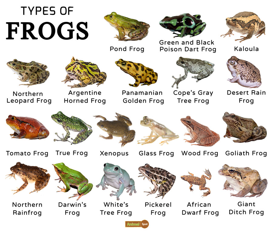 How many different types of frogs are there?