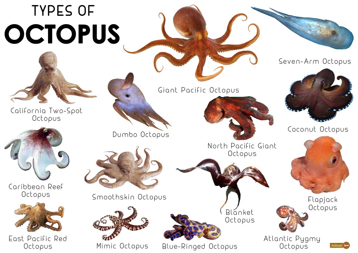 How many different types of octopus are there?