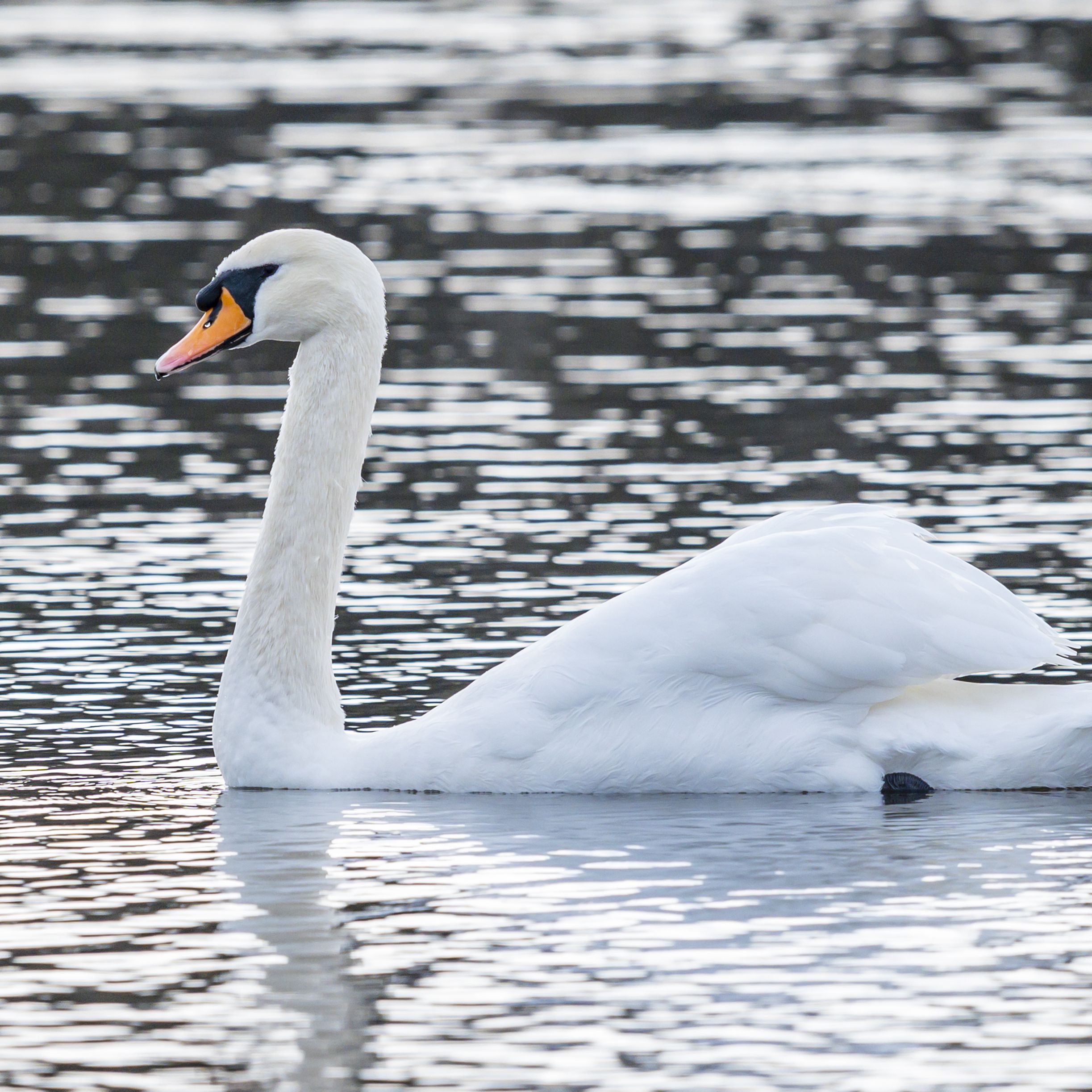 How many different types of swans are there in the world?