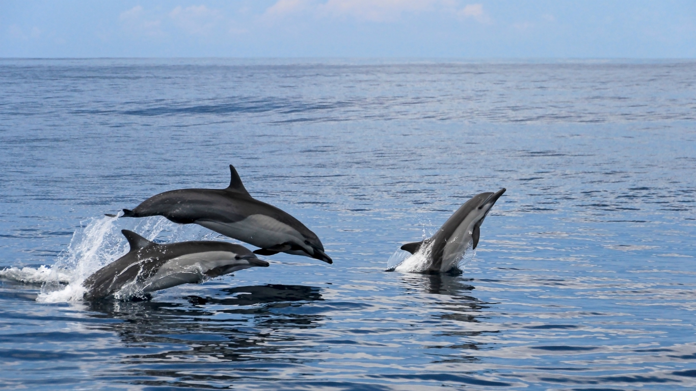 How many dolphins are left in the world 2020?