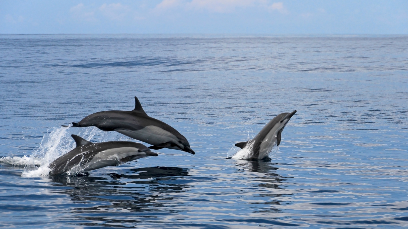 How many dolphins are left in the world in 2020?