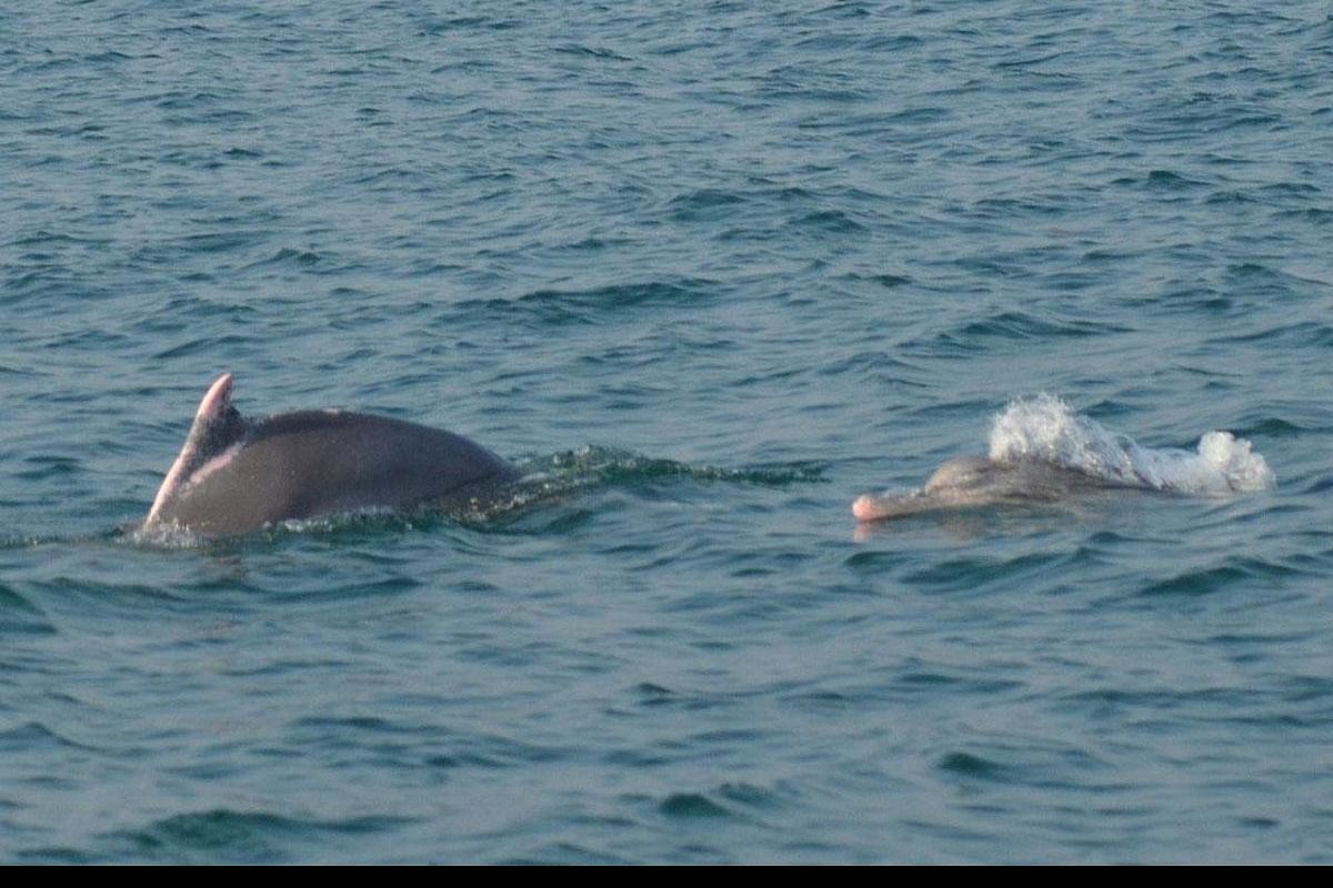 How many dolphins have been found in Jharkhandi National Park?