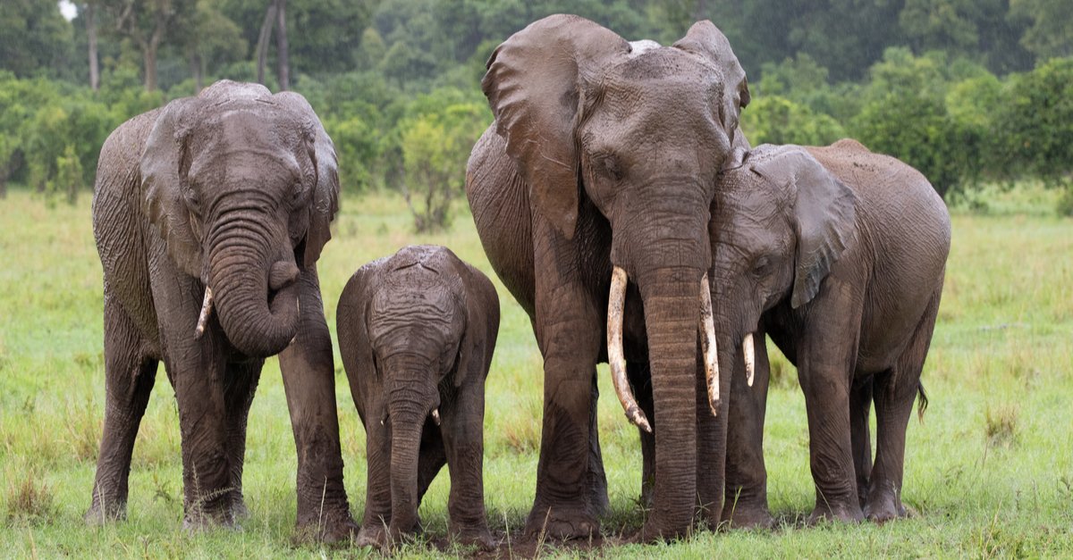 How many elephants are in a group?