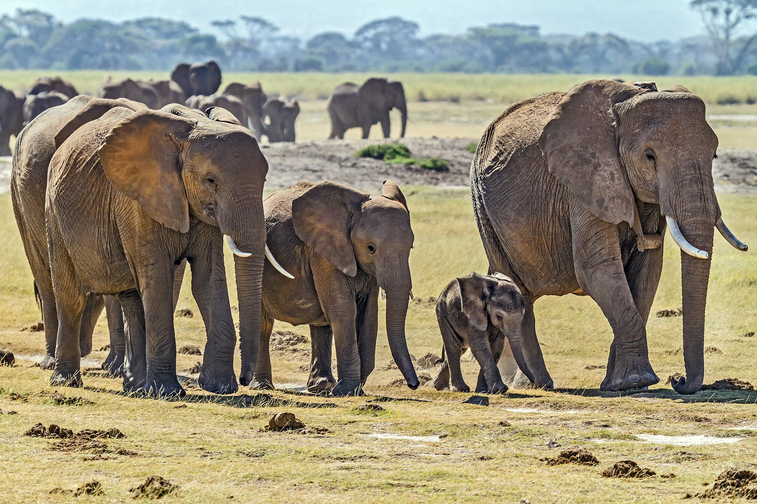 How many elephants are in a herd of elephants?
