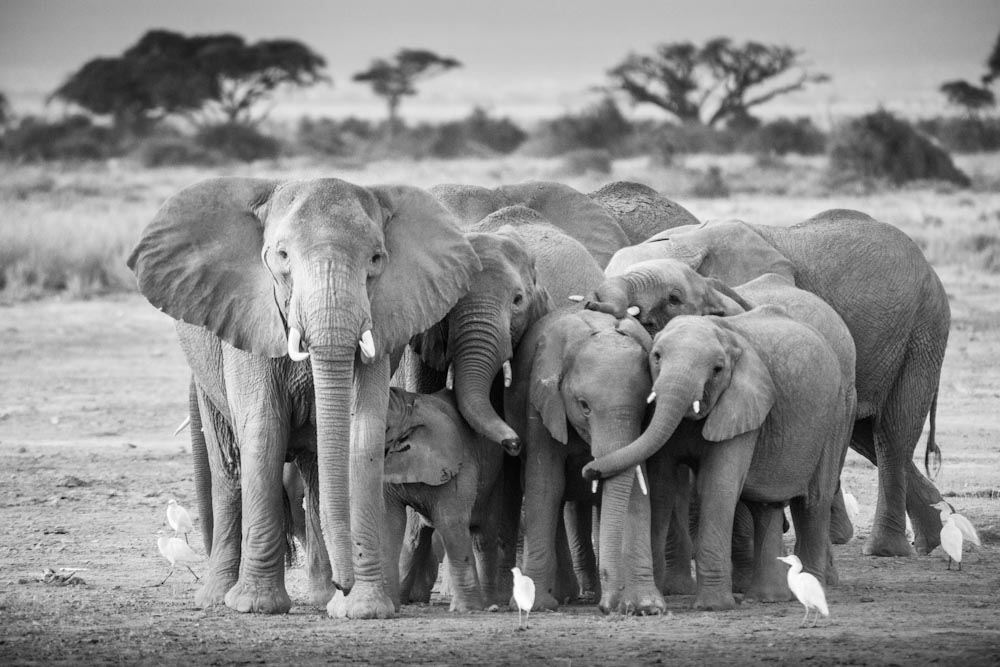 How many elephants are in a tribe?